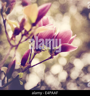 Abstract floral fleurs magnolia avec origines et de beauté bokeh Banque D'Images