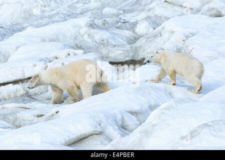 Mère ours polaire avec un deux ans cub (Ursus maritimus), marcher sur la glace de mer de l'île Wrangel, Chuckchi, Extrême-Orient russe Banque D'Images