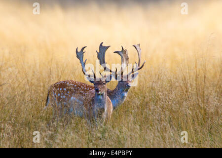 Damhirsche im gelben Gras Guernsey Banque D'Images