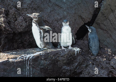 Les manchots des Galapagos (Spheniscus mendiculus), Elisabeth Bay, l'île Isabela, Galapagos, Equateur Banque D'Images