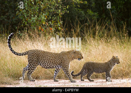 Leopardin, Jungtier dans der Savanne Masai Mara, Kenya Banque D'Images