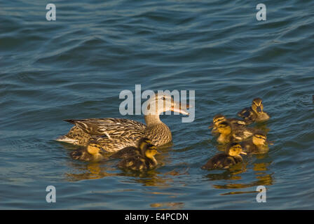 Canard colvert femelle et ses six oisons Banque D'Images