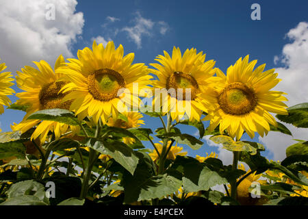 Tournesols sur terre florissante près de Malle, Indre-et-Loire, France. Sunflower plants sont cultivés dans des fermes de tournesol pour leurs graines. Huile de tournesol raffinée est comestible, le tournesol possède 39 à 49 % d'huile dans la graine. Tournesol représente environ 14  % de la production mondiale d'huiles de graines (6,9 millions de tonnes en 1985-1986) et environ 7 % de la farine et des tourteaux produits à partir d'oléagineux. L'huile de tournesol est généralement considéré comme une huile de qualité supérieure en raison de sa couleur claire, haut niveau d'acides gras non saturés et de l'absence de l'acide linolénique, saveur de fumée élevé bland et points. Banque D'Images