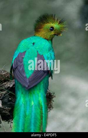 Quetzal resplendissant (Pharomachrus mocinno), homme, El Triunfo de la biosphère, Chiapas, Mexique Banque D'Images