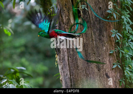Quetzal resplendissant (Pharomachrus mocinno), homme en vol, El Triunfo de la biosphère, Chiapas, Mexique Banque D'Images