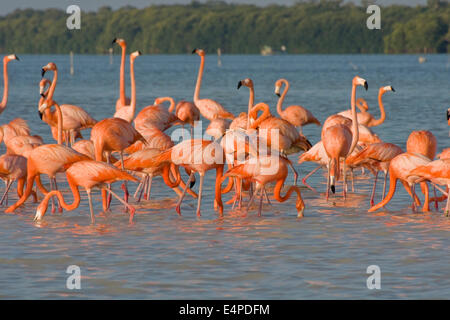 American flamants roses (Phoenicopterus ruber), la réserve de la biosphère de Celestún, Celestún, Yucatán, Mexique Banque D'Images