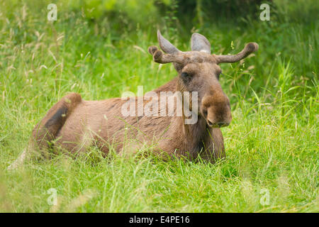 Eurasian les wapitis ou les orignaux (Alces alces), bull orignal avec bois en velours, couché sur un pré, captive, Basse-Saxe, Allemagne Banque D'Images