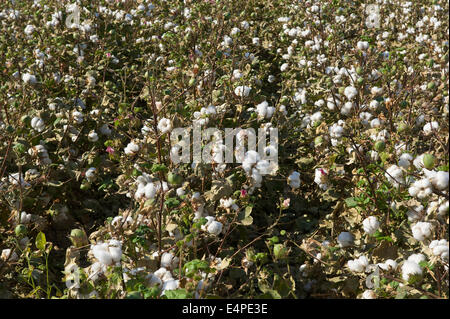 Des plants de coton (Gossypium), champ de coton, l'Ouzbékistan Banque D'Images