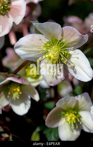 Helleborus Pirouette Banque D'Images