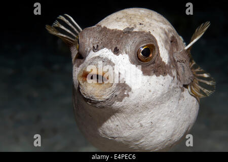 Arothron diadematus puffer (masqué) sur le corail, Red Sea, Egypt Banque D'Images