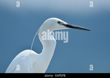 Aigrette garzette (Egretta garzetta), canton de Zoug, Suisse Banque D'Images