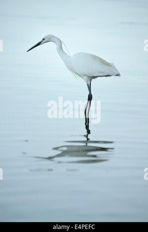 Aigrette garzette (Egretta garzetta), le lac de Zoug, canton de Zoug, Suisse Banque D'Images