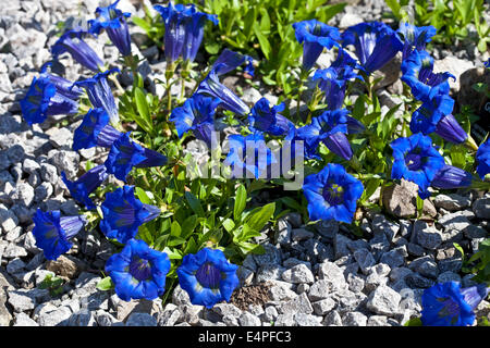 Gentiana angustifolia frei Banque D'Images