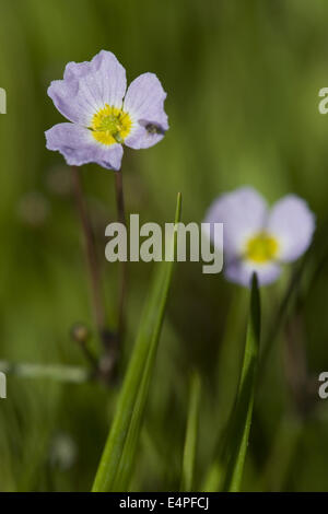 Plantain d'eau narrowleaf goldenrod, Alisma lanceolatum Banque D'Images