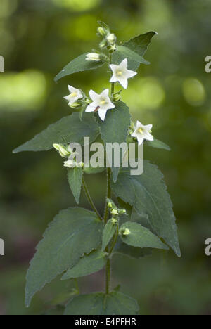 Cornish bellflower, campanula alliariifolia Banque D'Images