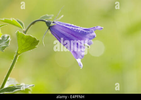 Campanule à larges feuilles campanula rhomboidalis, Banque D'Images