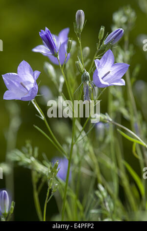 Campanula scheuchzeri Banque D'Images