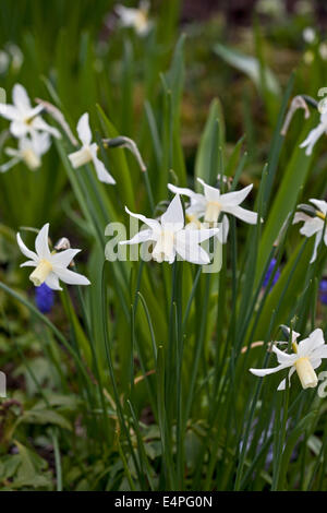 'Narcissus 'W. P. Milner' Banque D'Images