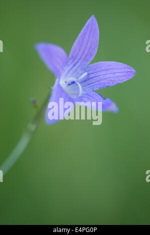 La diffusion de bellflower, campanula patula Banque D'Images