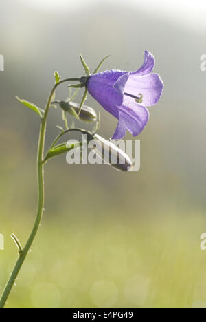 Campanule à larges feuilles campanula rhomboidalis, Banque D'Images