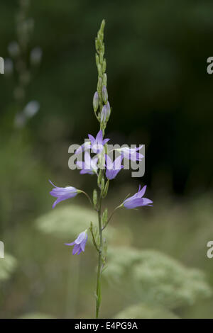 Rampion bellflower, Campanula rapunculus Banque D'Images