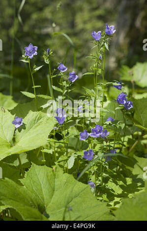 Campanule à larges feuilles campanula rhomboidalis, Banque D'Images