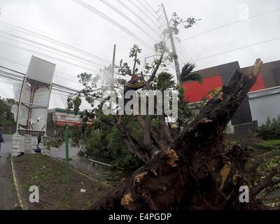 La province de Cavite, Philippines. 16 juillet, 2014. Côtelettes d'un homme un arbre qui a été déraciné par le typhon Rammasun dans la province de Cavite, Philippines, le 16 juillet 2014. Au moins 5 personnes ont été tuées à la suite de l'assaut du typhon Rammasun (nom local : Glenda) qui a paralysé la capitale des Philippines, de Manille, mercredi. Credit : Rouelle Umali/Xinhua/Alamy Live News Banque D'Images