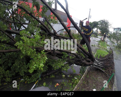 La province de Cavite, Philippines. 16 juillet, 2014. Côtelettes d'un homme un arbre qui a été déraciné par le typhon Rammasun dans la province de Cavite, Philippines, le 16 juillet 2014. Au moins 5 personnes ont été tuées à la suite de l'assaut du typhon Rammasun (nom local : Glenda) qui a paralysé la capitale des Philippines, de Manille, mercredi. Credit : Rouelle Umali/Xinhua/Alamy Live News Banque D'Images