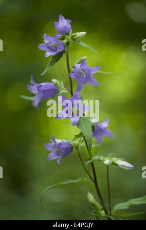 L'ortie-leaved bellflower, campanula trachelium Banque D'Images