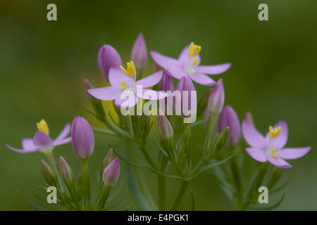Centaurée Centaurium erythraea commune, Banque D'Images