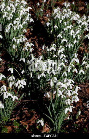 - Perce-neige Galanthus nivalis naturalisés à woodland Banque D'Images