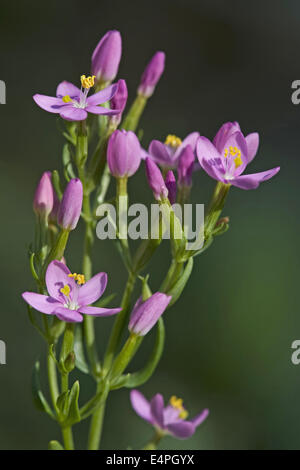 Centaurée Centaurium erythraea commune, Banque D'Images