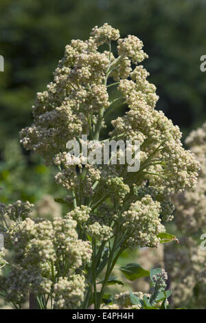 Le quinoa, Chenopodium quinoa Banque D'Images