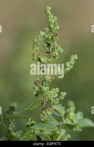 Chénopode à feuilles d'ortie, Chenopodium murale Banque D'Images