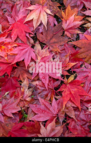 Les feuilles tombées rouge de l'Acer palmatum subsp amoenum Banque D'Images