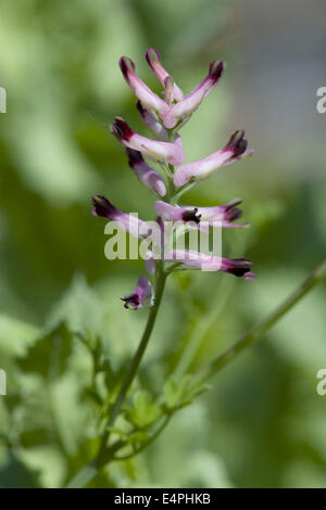 Fumeterre, Fumaria officinalis commune Banque D'Images