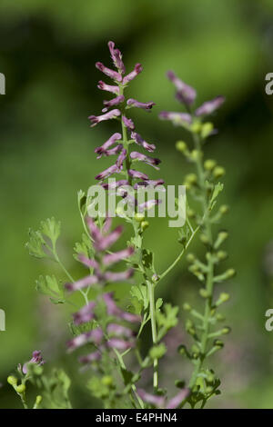 Fumeterre, Fumaria officinalis commune Banque D'Images