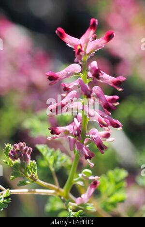 Fumeterre, Fumaria officinalis commune Banque D'Images