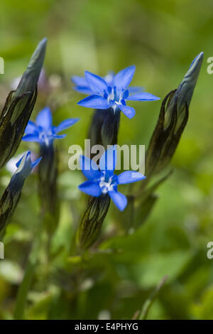 Gentiane, Gentiana nivalis neige Banque D'Images