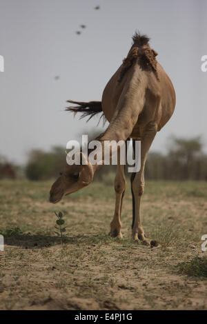 Le Rajasthan, Rajasthan de l'Inde. Le 13 juillet, 2014. Un dromadaire broute au Centre national des recherches sur le chameau dans Bikaner, Rajasthan de l'Inde, le 13 juillet 2014. Bikaner localise dans la vallée sèche du désert de Thar et a un climat chaud du désert, des chameaux qui fait jouer un rôle important dans la vie des villageois locaux. La ville a également la plus grande de l'Inde Centre de recherches de chameau. © Zheng Huansong/Xinhua/Alamy Live News Banque D'Images