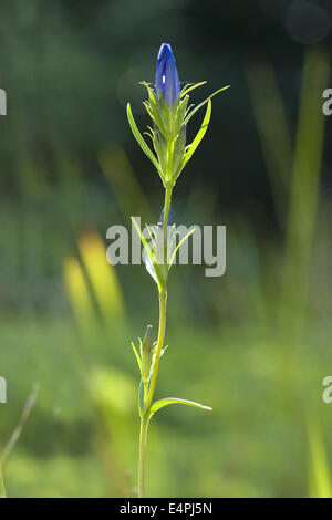 Gentiane gentiana pneumonanthe marais, Banque D'Images