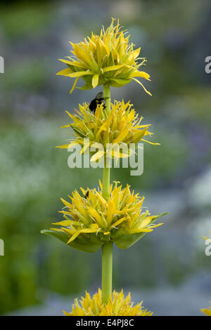 Grande Gentiane jaune, Gentiana lutea Banque D'Images