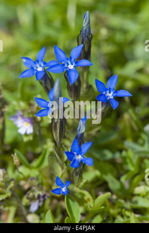 Gentiane, Gentiana nivalis neige Banque D'Images