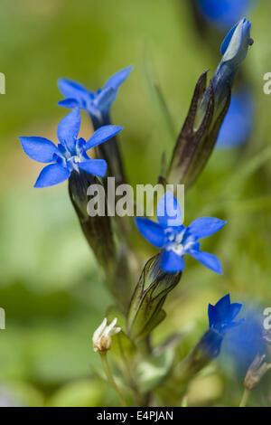 Gentiane, Gentiana nivalis neige Banque D'Images