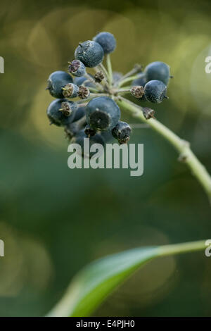 Lierre, Hedera helix Banque D'Images