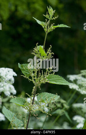 L'ortie commune Urtica dioica, Banque D'Images