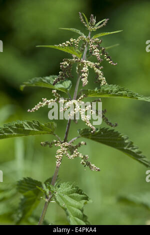 L'ortie commune Urtica dioica, Banque D'Images