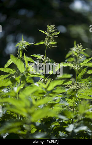 L'ortie commune Urtica dioica, Banque D'Images