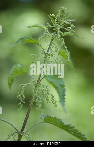 L'ortie commune Urtica dioica, Banque D'Images