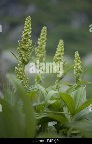 L'hellébore blanc, Veratrum album ssp. lobelianum Banque D'Images